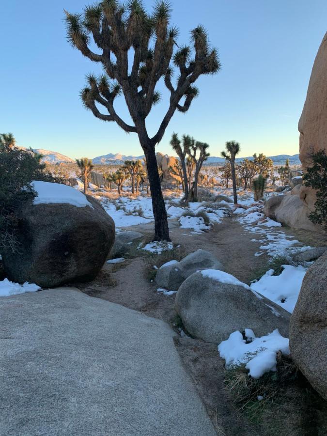Popular Homestead! Location, Stargaze, Views! Joshua Tree Exteriör bild