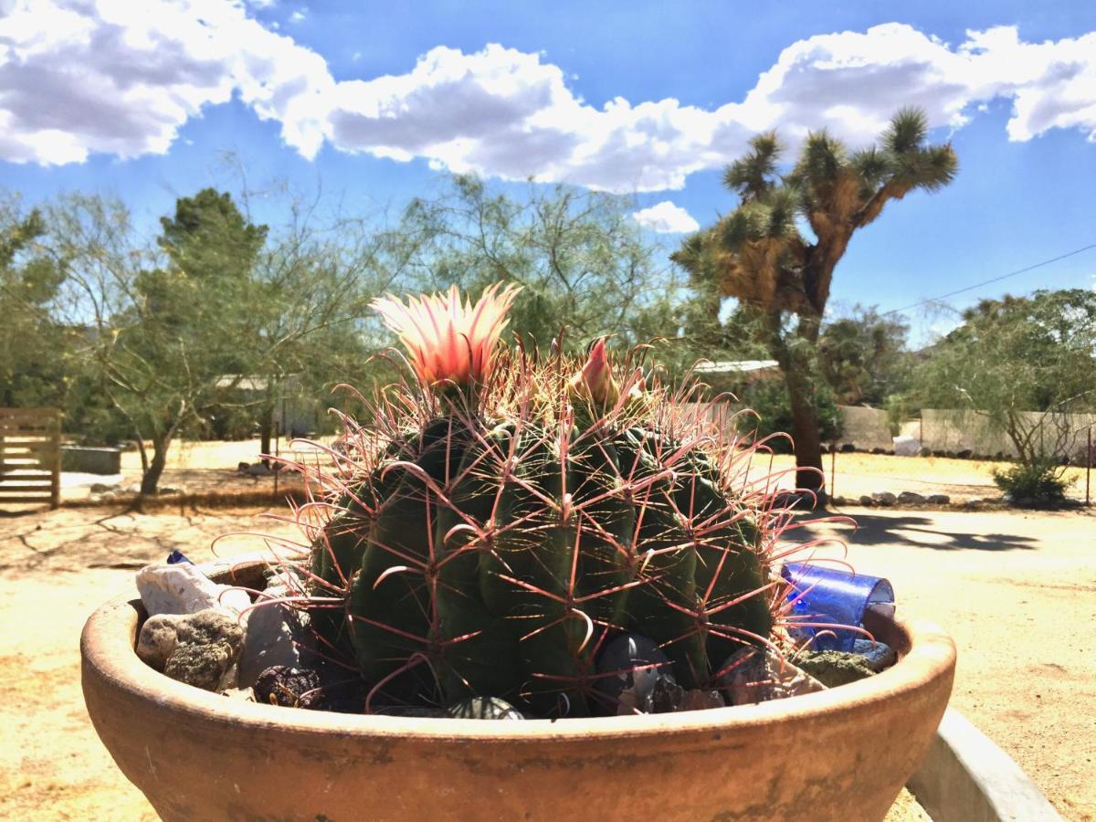 Popular Homestead! Location, Stargaze, Views! Joshua Tree Exteriör bild